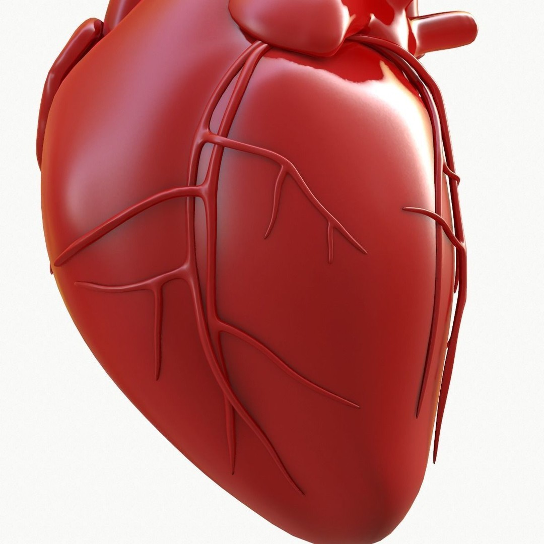 Human Heart 3D Model – Detailed Anatomy Asset, FBX & OBJ Formats - View 14