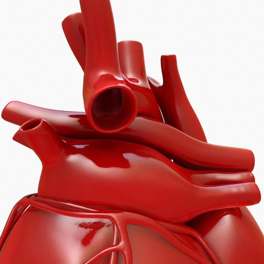 Human Heart 3D Model – Detailed Anatomy Asset, FBX & OBJ Formats - View 15