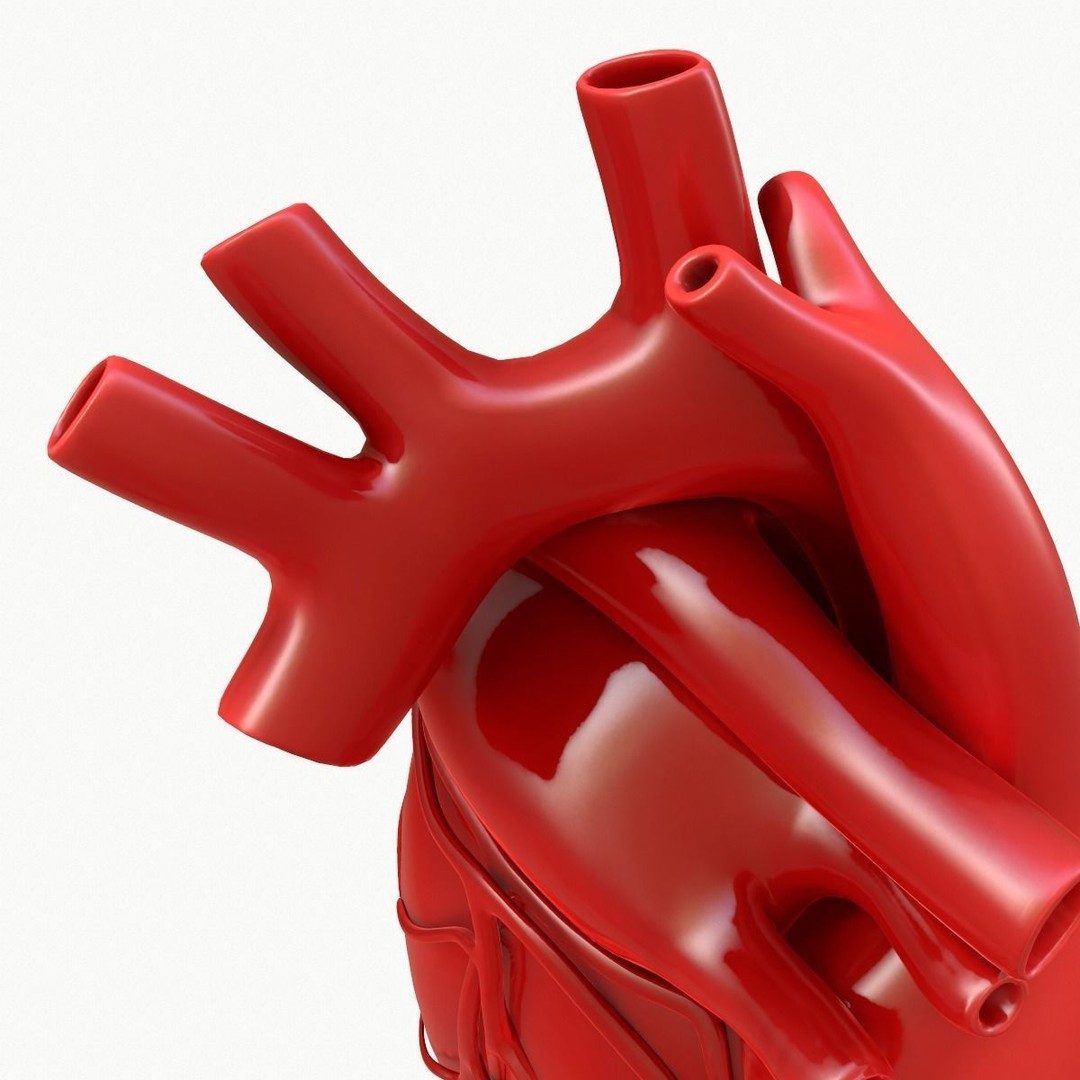Human Heart 3D Model – Detailed Anatomy Asset, FBX & OBJ Formats - View 16