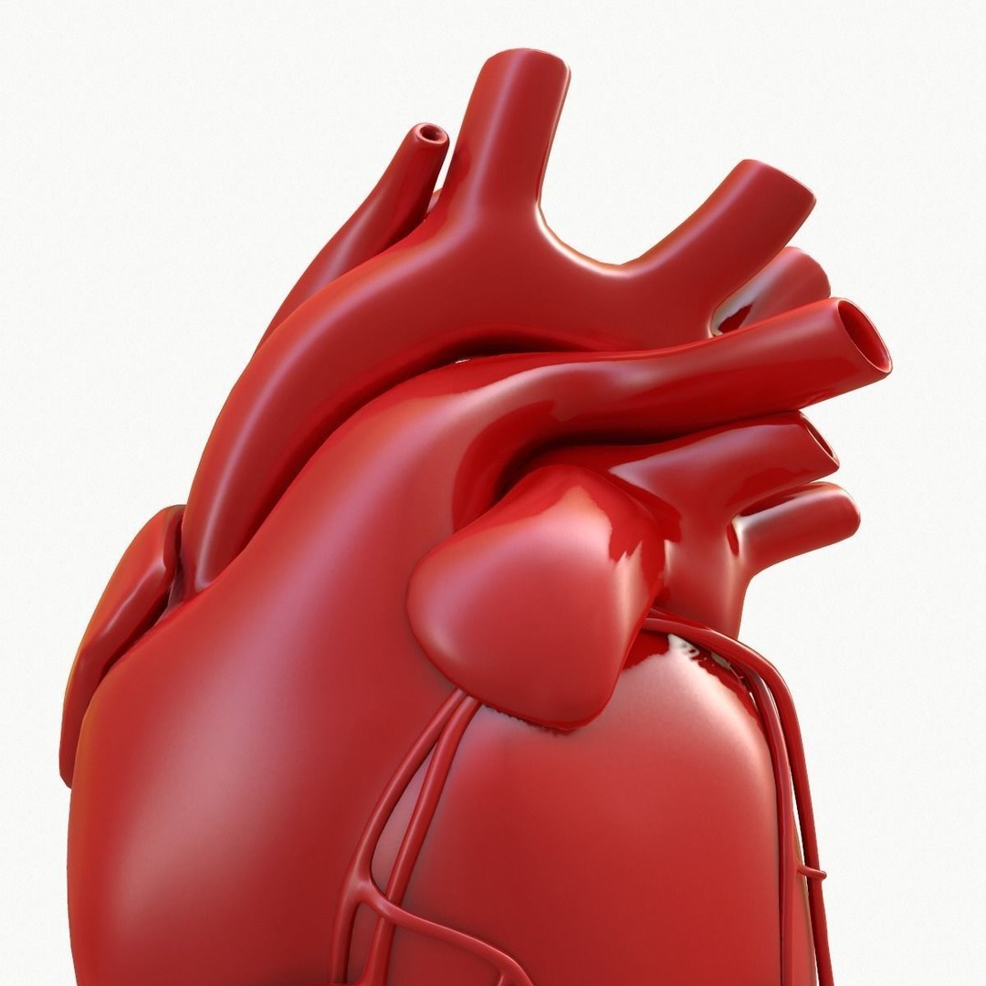 Human Heart 3D Model – Detailed Anatomy Asset, FBX & OBJ Formats - View 17