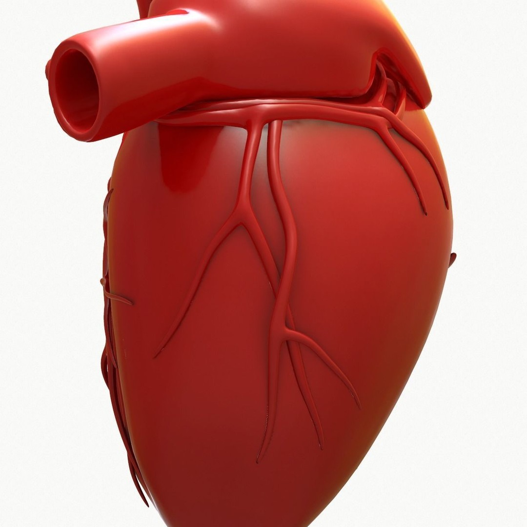 Human Heart 3D Model – Detailed Anatomy Asset, FBX & OBJ Formats - View 18