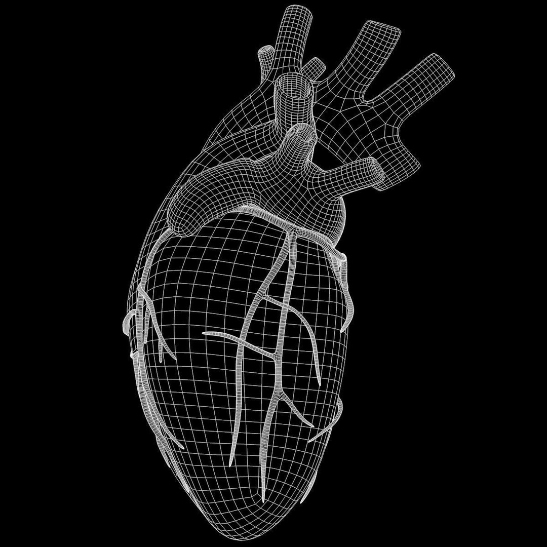 Human Heart 3D Model – Detailed Anatomy Asset, FBX & OBJ Formats - View 19
