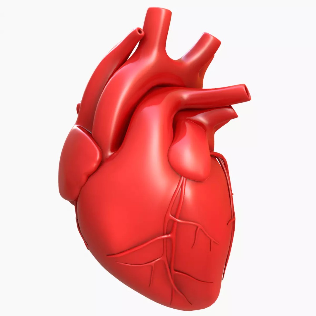 Human Heart 3D Model – Detailed Anatomy Asset, FBX & OBJ Formats - View 2
