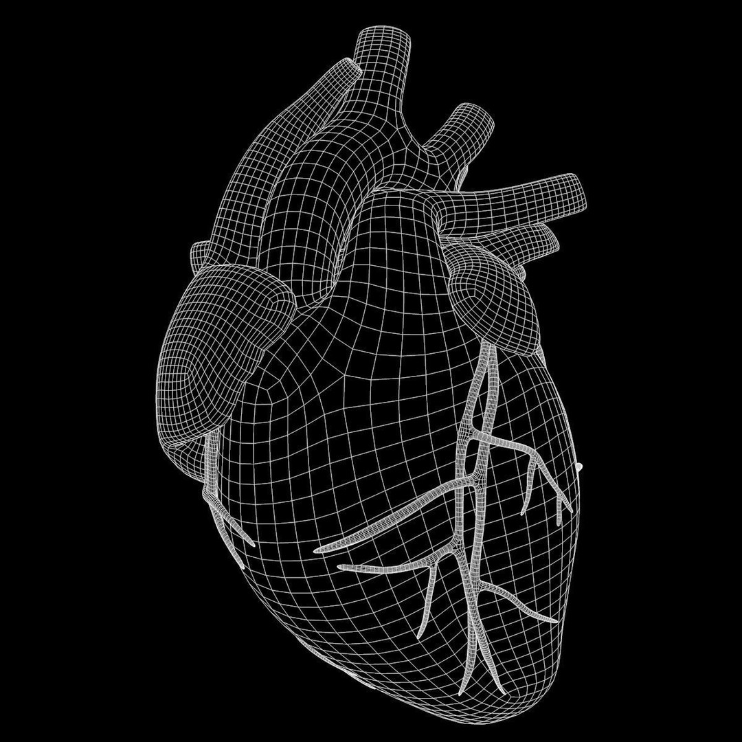 Human Heart 3D Model – Detailed Anatomy Asset, FBX & OBJ Formats - View 20