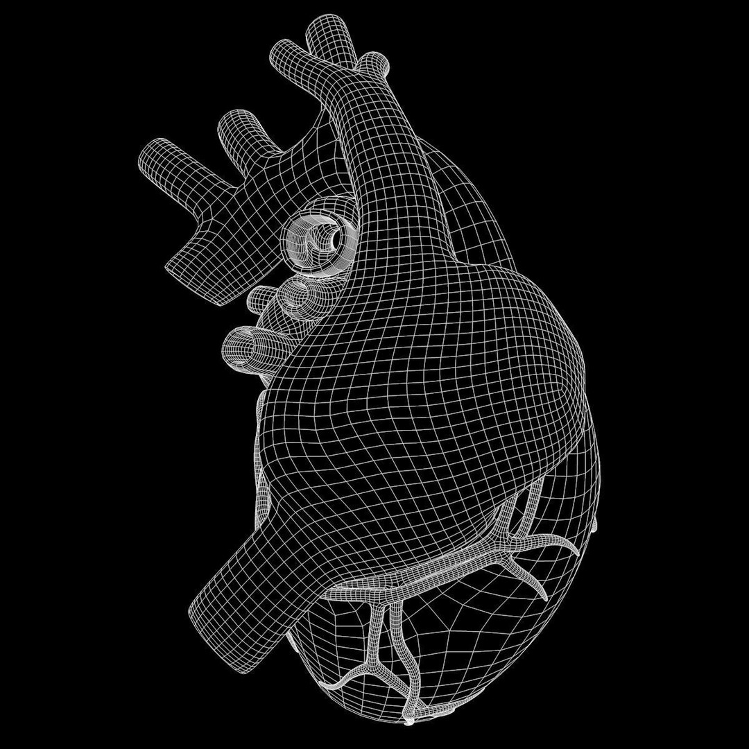 Human Heart 3D Model – Detailed Anatomy Asset, FBX & OBJ Formats - View 21