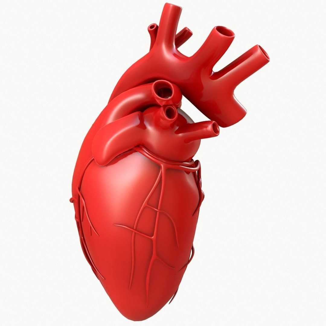 Human Heart 3D Model – Detailed Anatomy Asset, FBX & OBJ Formats - View 3