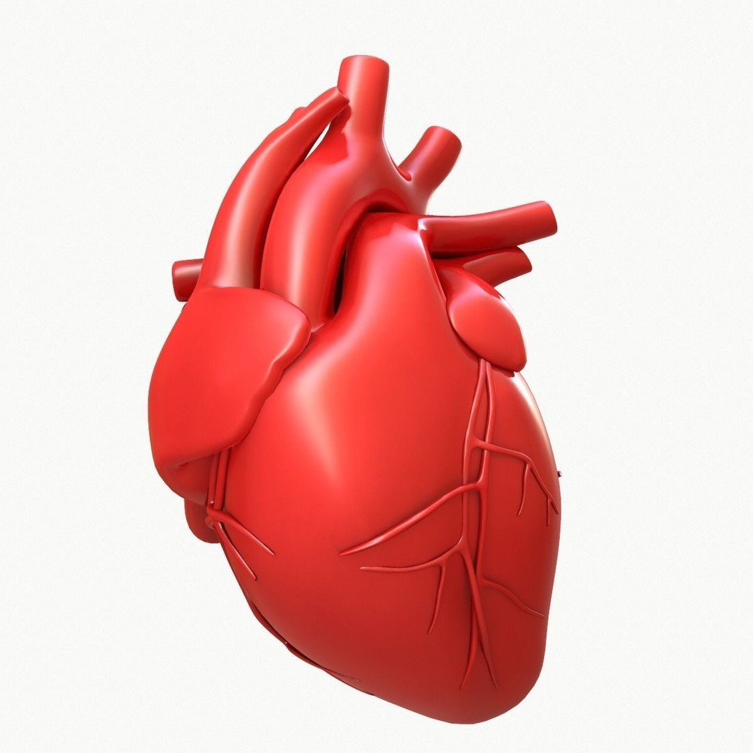 Human Heart 3D Model – Detailed Anatomy Asset, FBX & OBJ Formats - View 4
