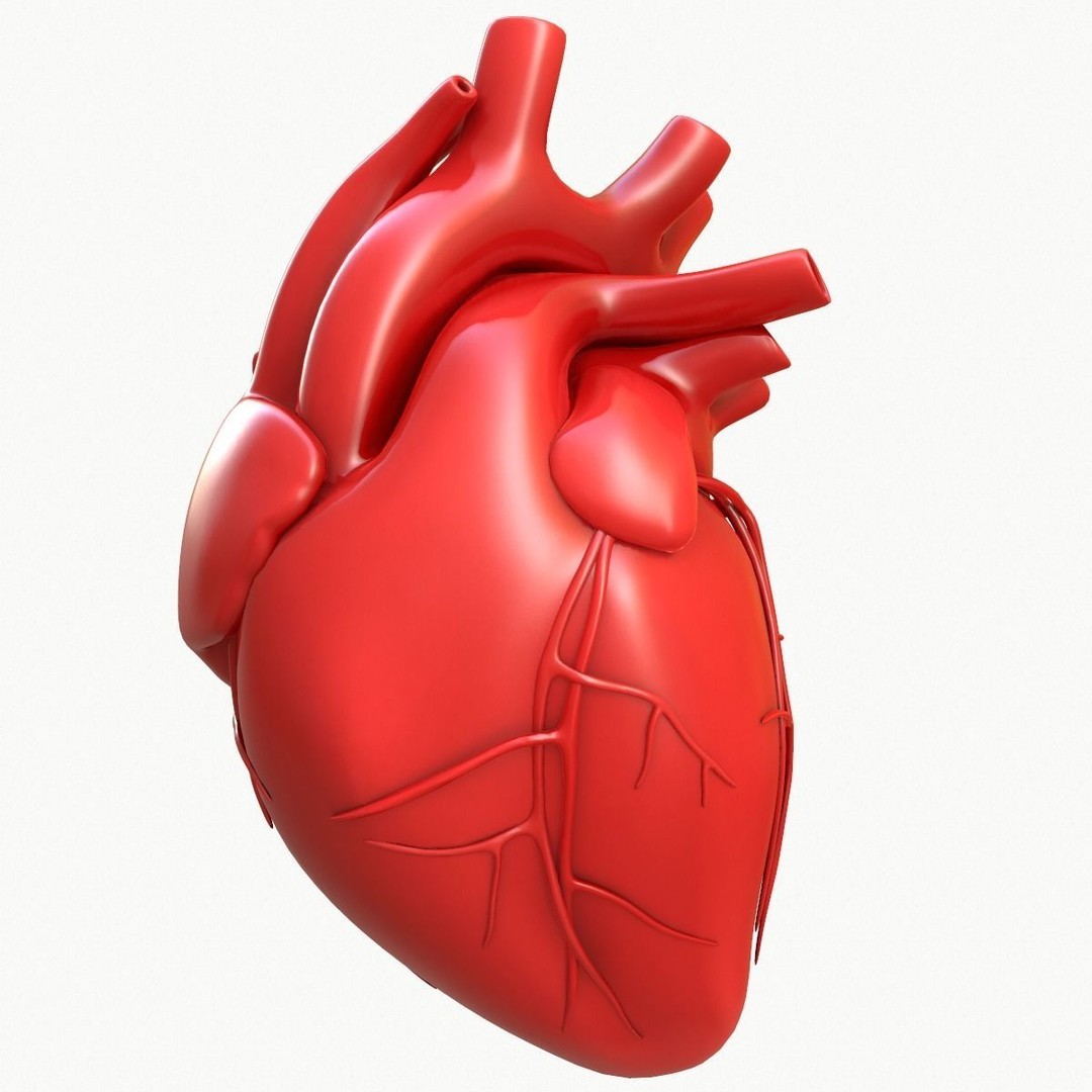 Human Heart 3D Model – Detailed Anatomy Asset, FBX & OBJ Formats - View 5