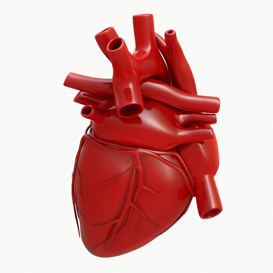 Human Heart 3D Model – Detailed Anatomy Asset, FBX & OBJ Formats - View 6