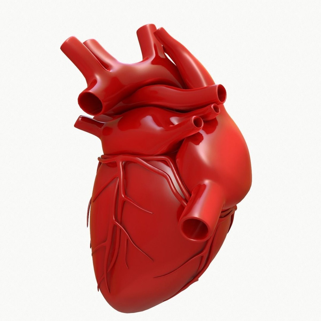 Human Heart 3D Model – Detailed Anatomy Asset, FBX & OBJ Formats - View 7