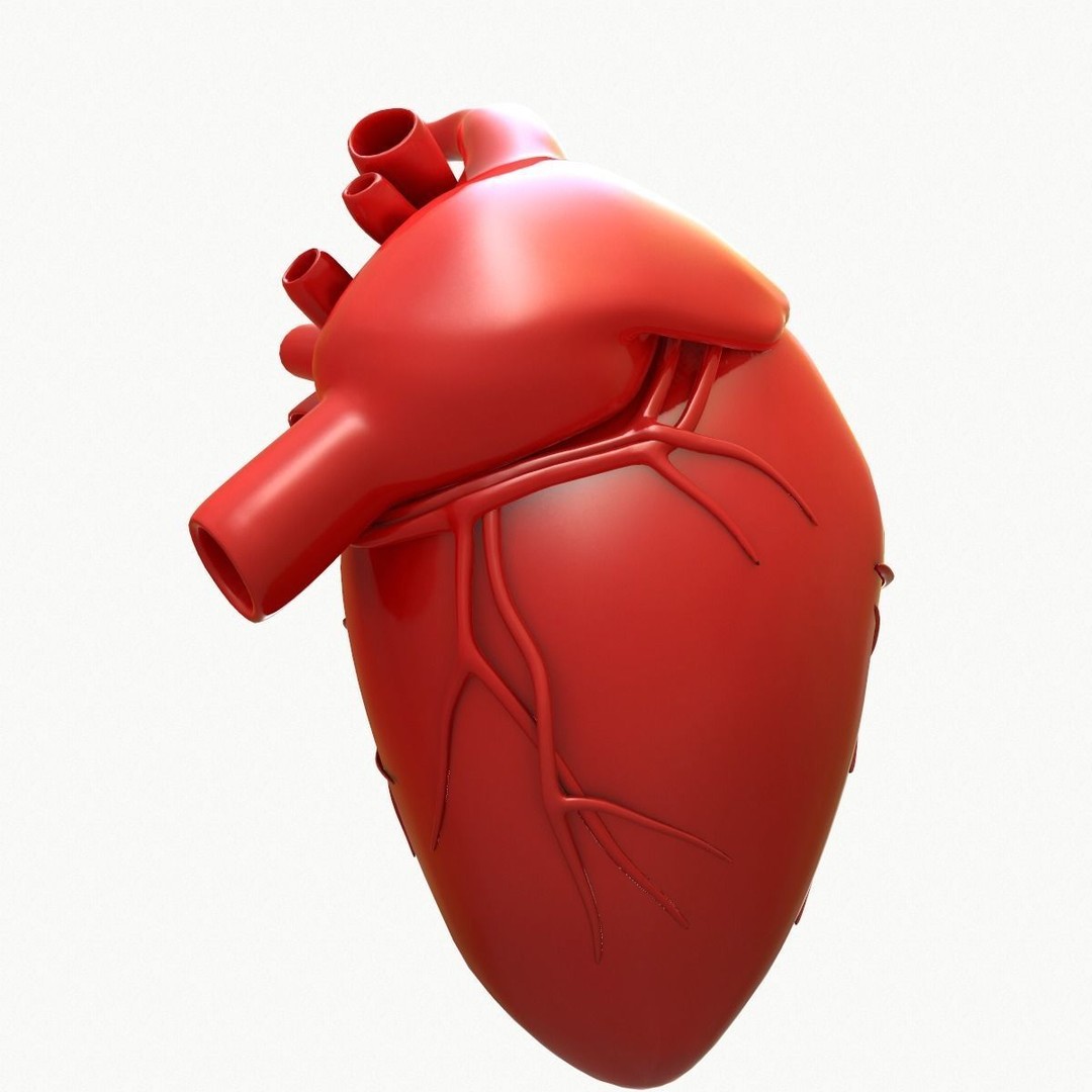 Human Heart 3D Model – Detailed Anatomy Asset, FBX & OBJ Formats - View 8