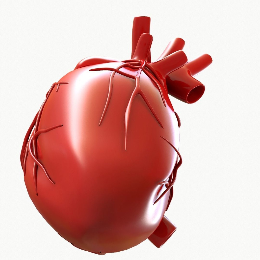 Human Heart 3D Model – Detailed Anatomy Asset, FBX & OBJ Formats - View 9