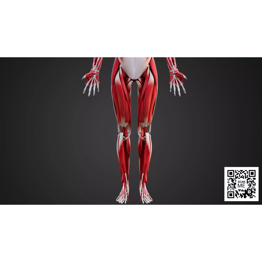 Human Muscular System 3D Model – Realistic Low-Poly Anatomy, FBX, OBJ, Blender