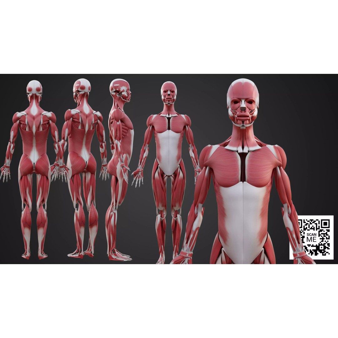 Human Muscular System 3D Model – Realistic Low-Poly Anatomy, FBX, OBJ, Blender - View 2