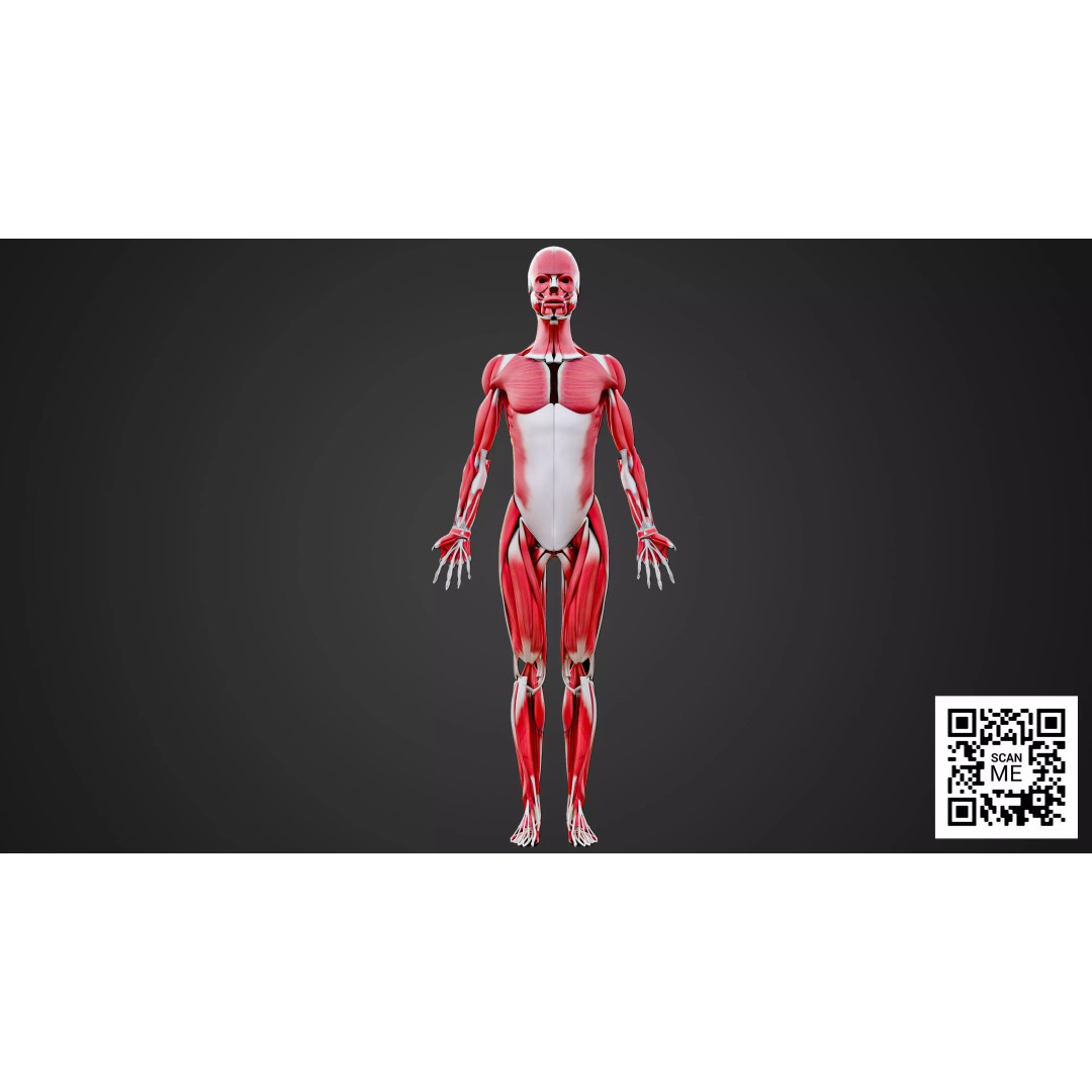 Human Muscular System 3D Model – Realistic Low-Poly Anatomy, FBX, OBJ, Blender - View 3