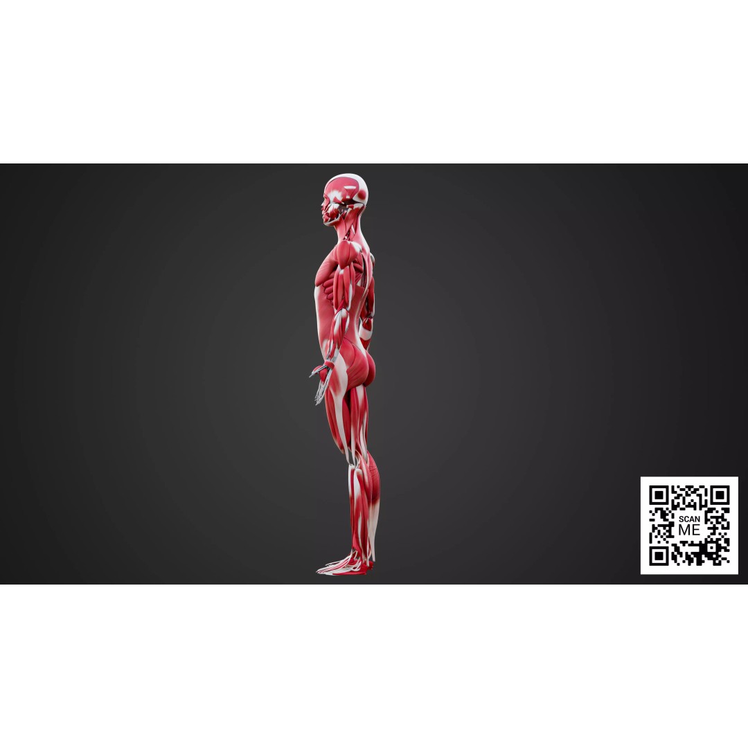 Human Muscular System 3D Model – Realistic Low-Poly Anatomy, FBX, OBJ, Blender - View 4