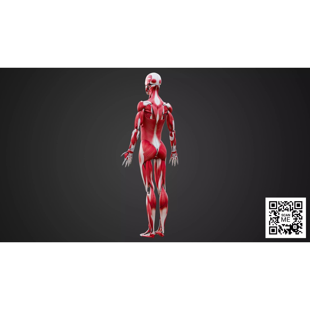 Human Muscular System 3D Model – Realistic Low-Poly Anatomy, FBX, OBJ, Blender - View 5