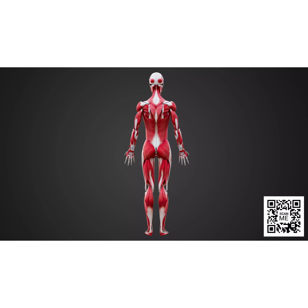 Human Muscular System 3D Model – Realistic Low-Poly Anatomy, FBX, OBJ, Blender - View 6