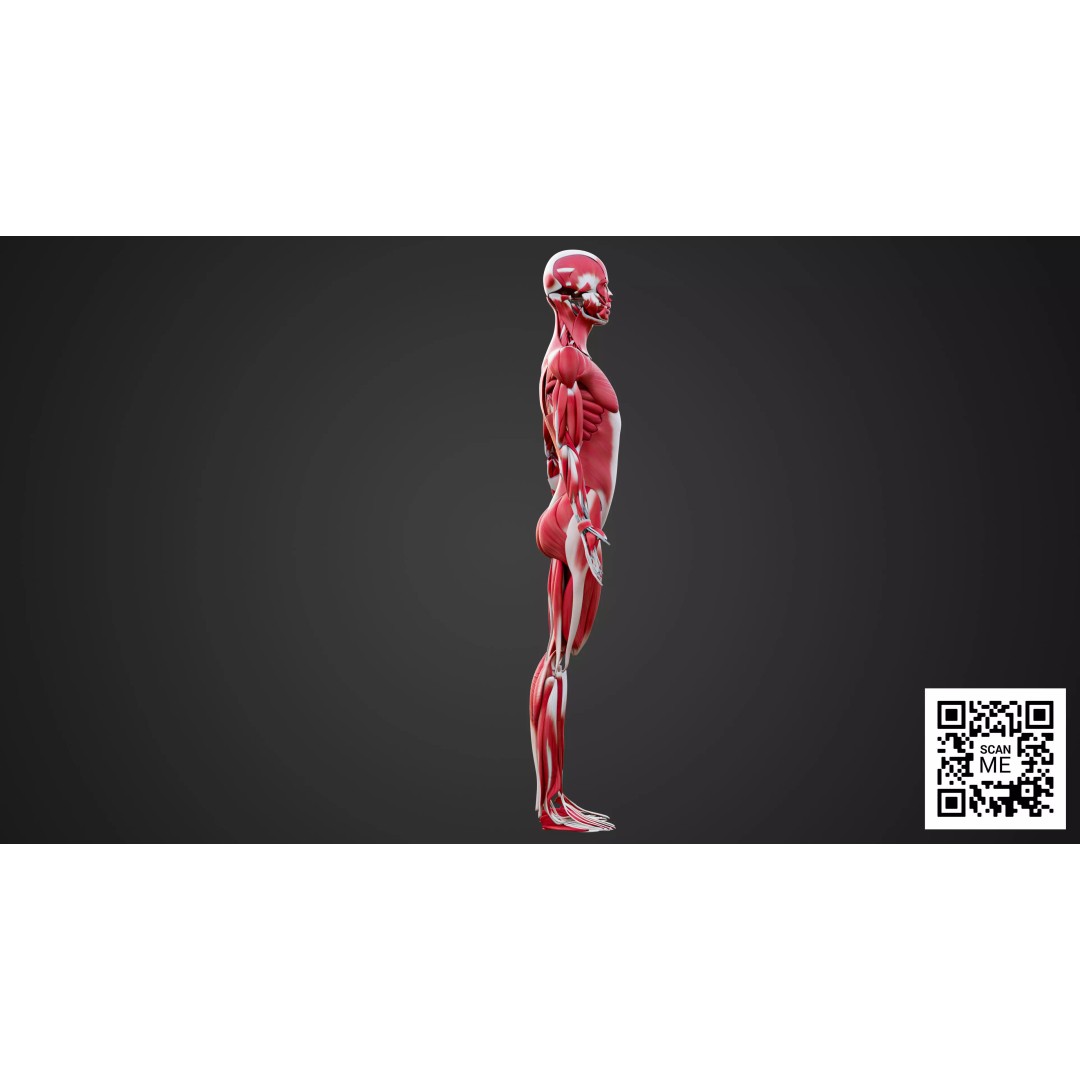 Human Muscular System 3D Model – Realistic Low-Poly Anatomy, FBX, OBJ, Blender - View 7