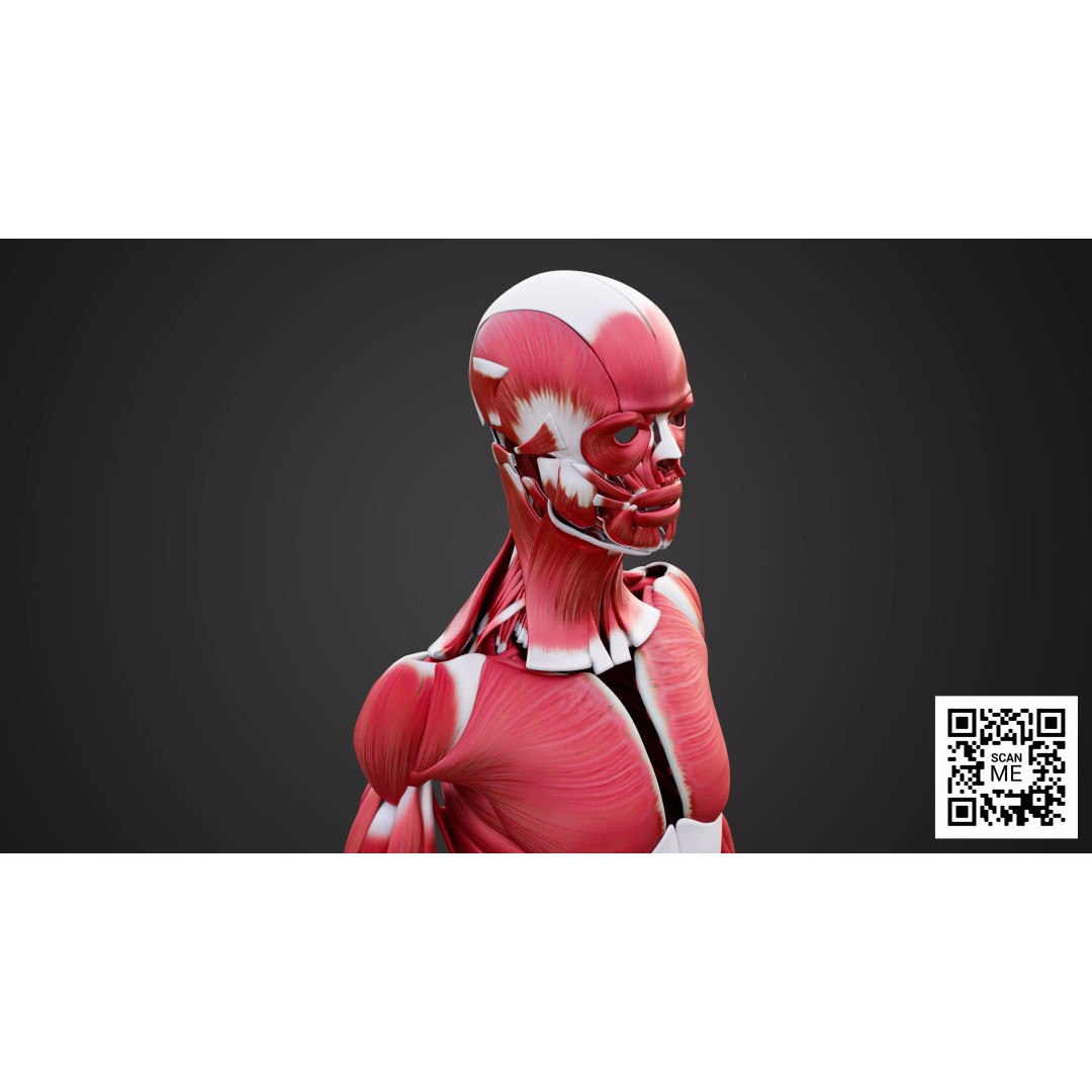 Human Muscular System 3D Model – Realistic Low-Poly Anatomy, FBX, OBJ, Blender - View 8