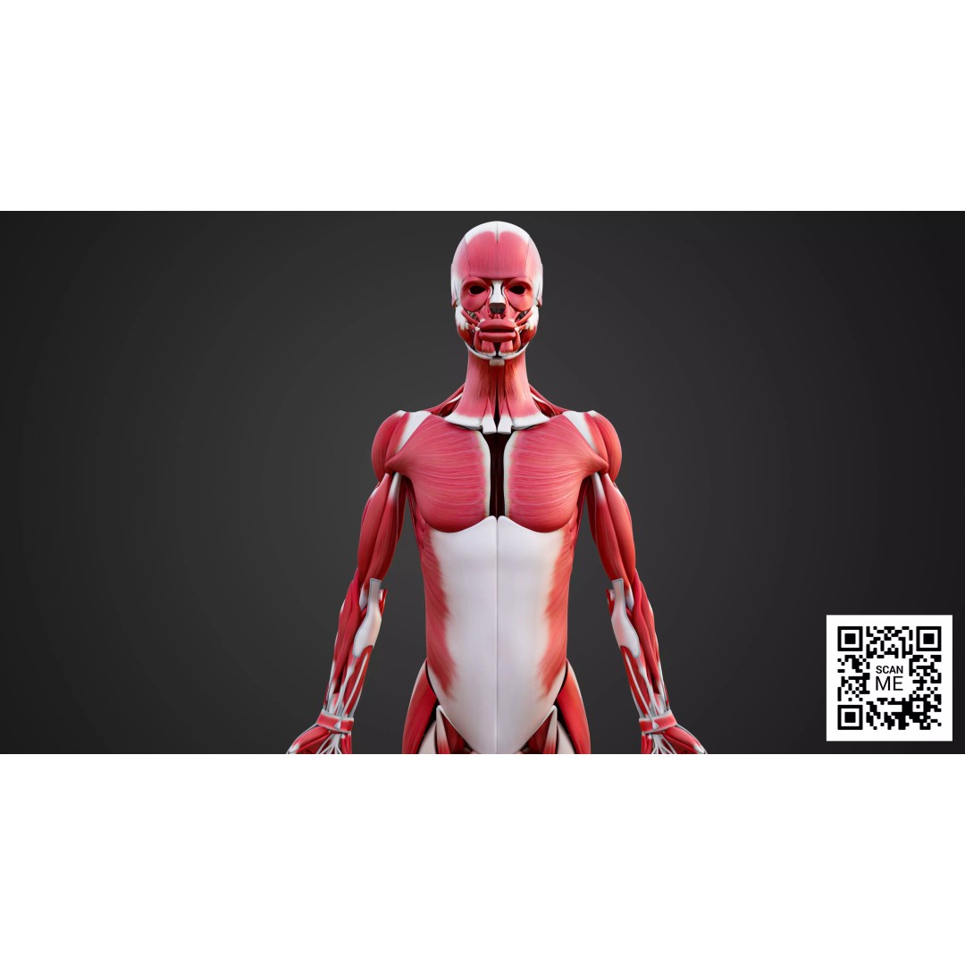 Human Muscular System 3D Model – Realistic Low-Poly Anatomy, FBX, OBJ, Blender - View 9