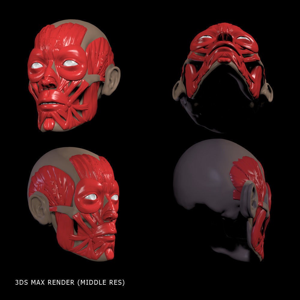 Head Anatomy Muscles 3D Model – Realistic Anatomical Reference, Zbrush & OBJ Formats