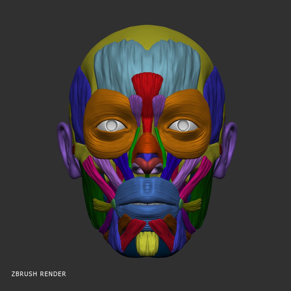 Head Anatomy Muscles 3D Model – Realistic Anatomical Reference, Zbrush & OBJ Formats - View 10