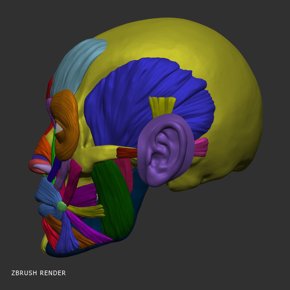 Head Anatomy Muscles 3D Model – Realistic Anatomical Reference, Zbrush & OBJ Formats - View 11