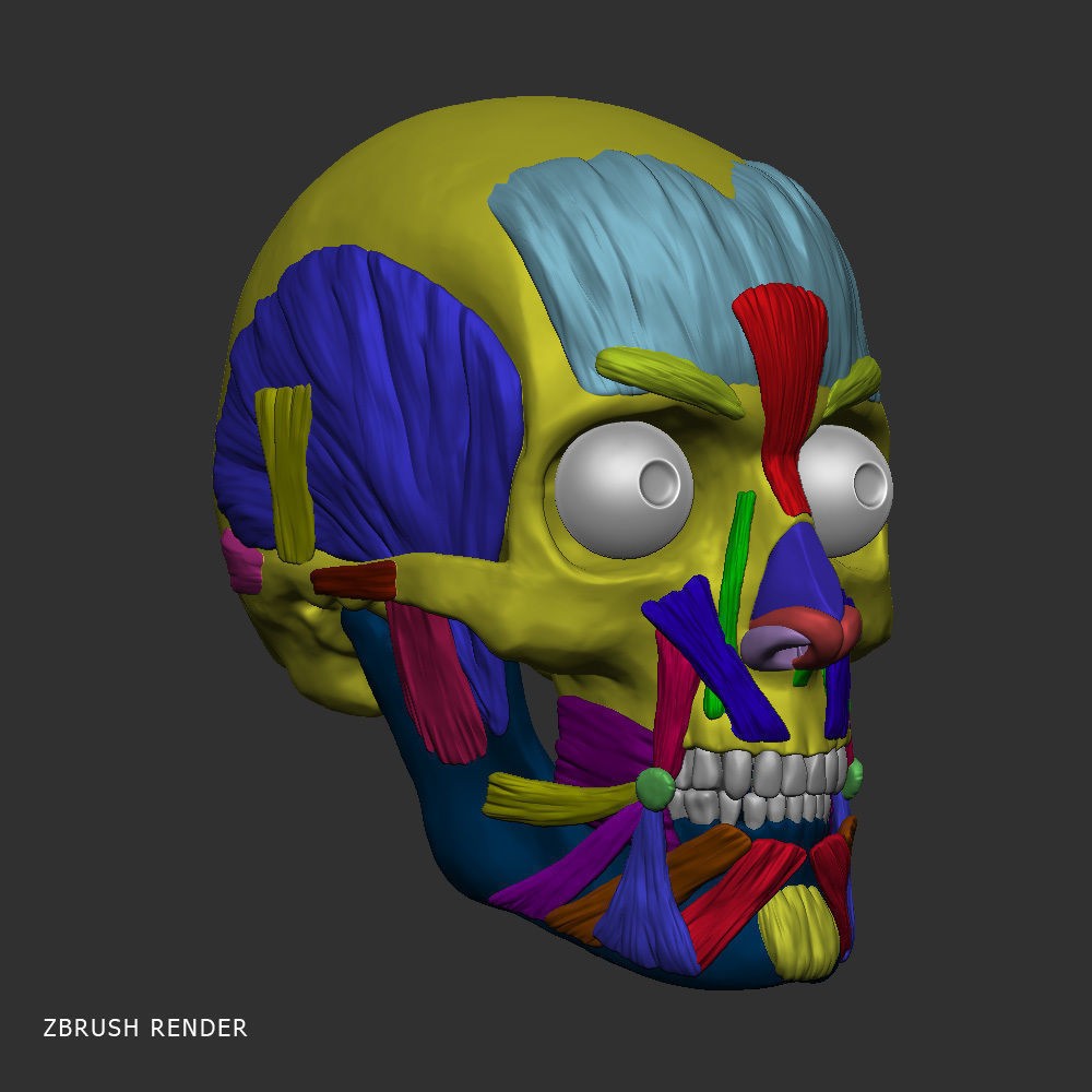 Head Anatomy Muscles 3D Model – Realistic Anatomical Reference, Zbrush & OBJ Formats - View 12