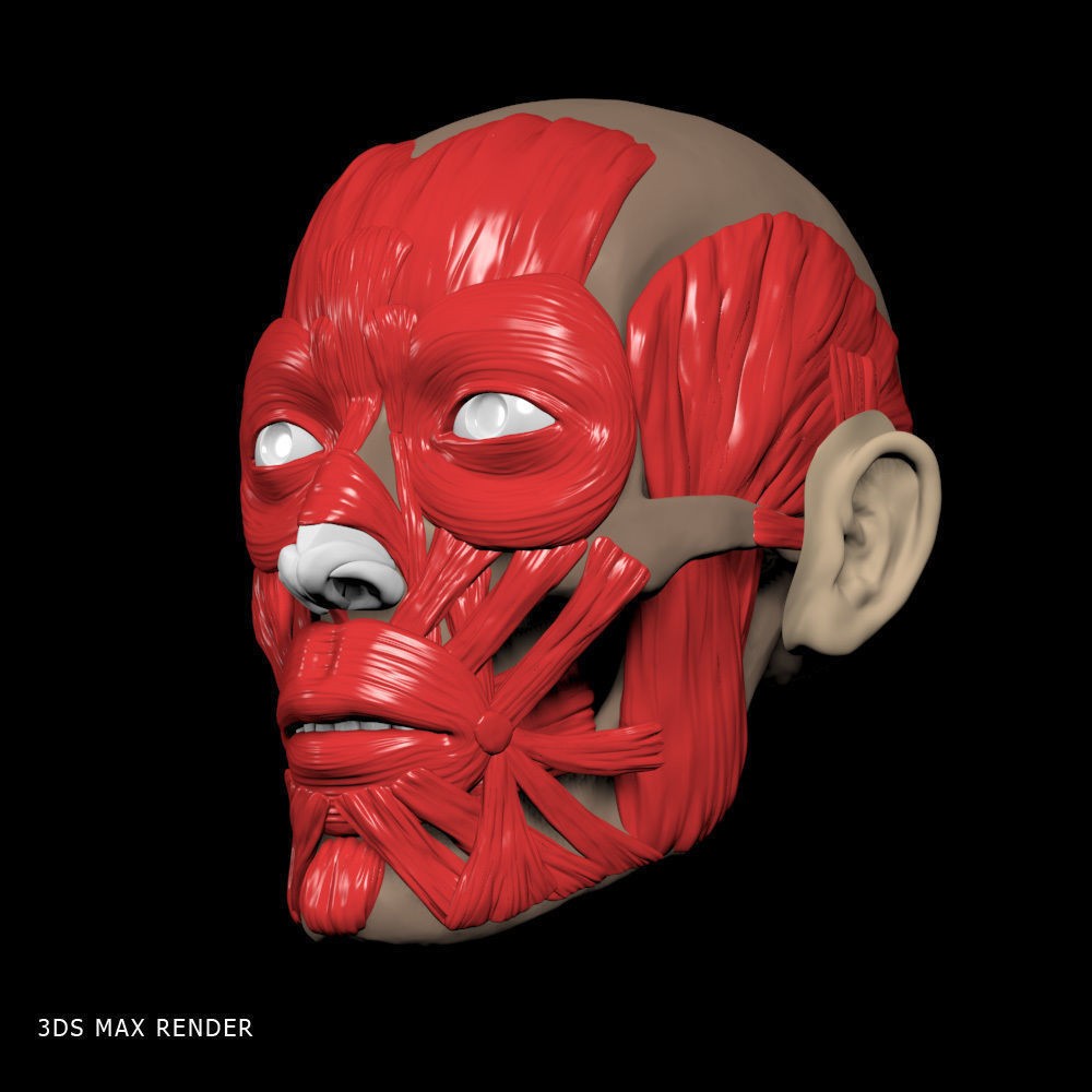 Head Anatomy Muscles 3D Model – Realistic Anatomical Reference, Zbrush & OBJ Formats - View 13
