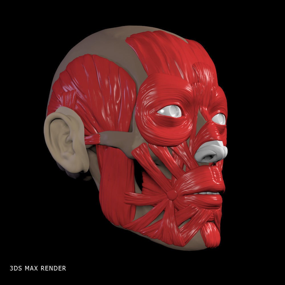 Head Anatomy Muscles 3D Model – Realistic Anatomical Reference, Zbrush & OBJ Formats - View 14