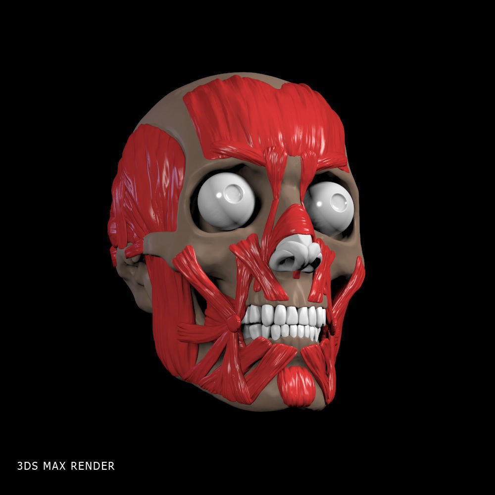 Head Anatomy Muscles 3D Model – Realistic Anatomical Reference, Zbrush & OBJ Formats - View 15