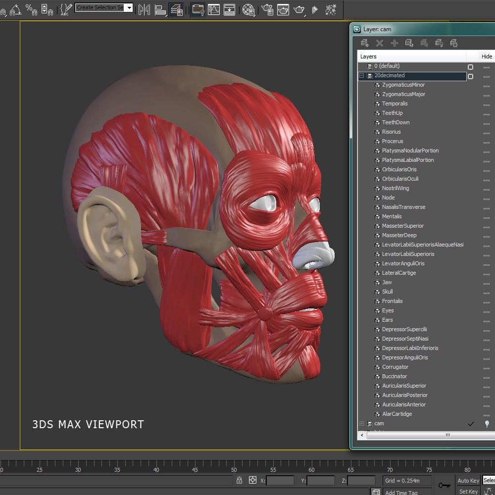 Head Anatomy Muscles 3D Model – Realistic Anatomical Reference, Zbrush & OBJ Formats - View 16