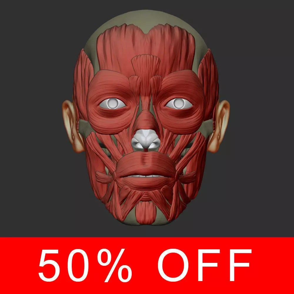 Head Anatomy Muscles 3D Model – Realistic Anatomical Reference, Zbrush & OBJ Formats - View 2