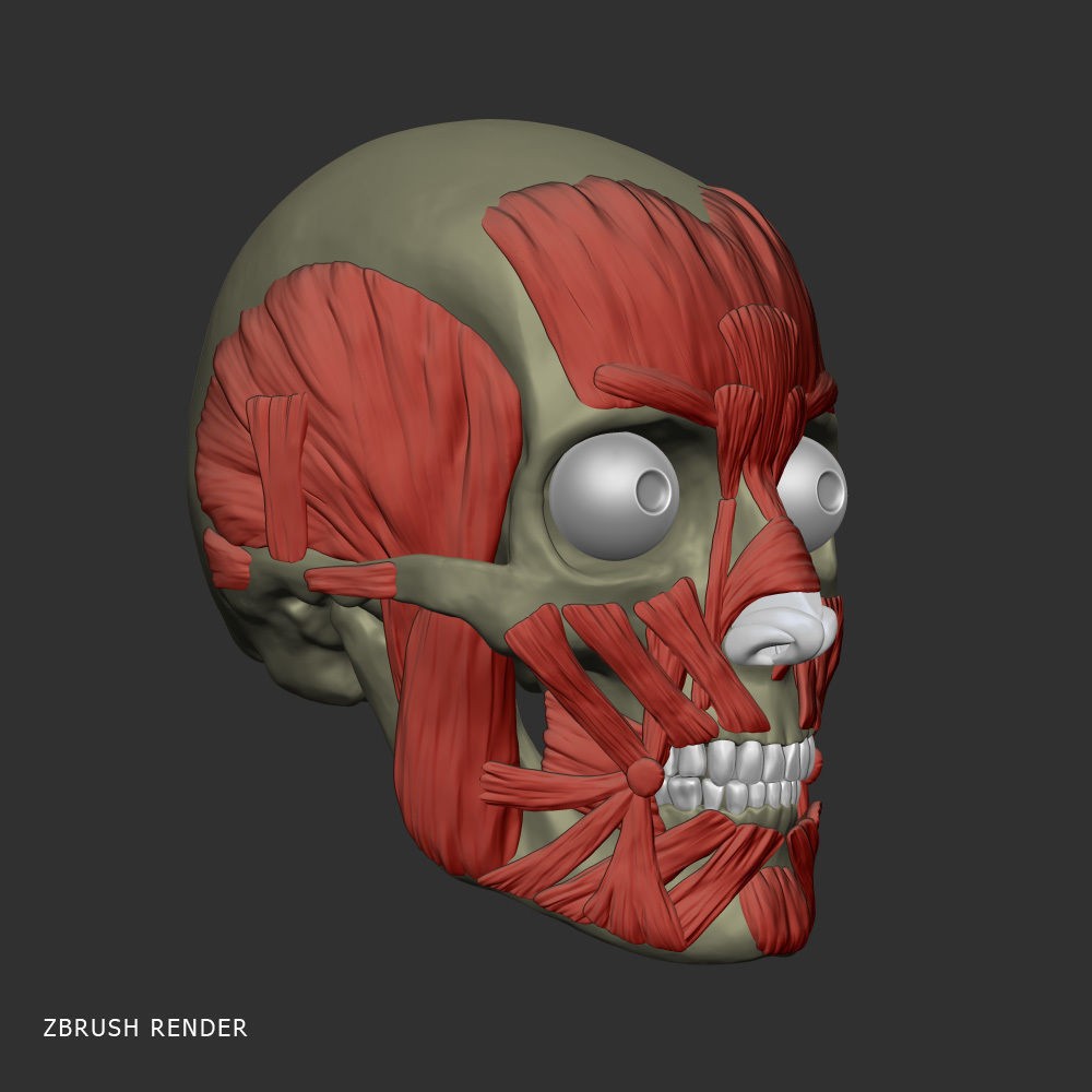 Head Anatomy Muscles 3D Model – Realistic Anatomical Reference, Zbrush & OBJ Formats - View 3
