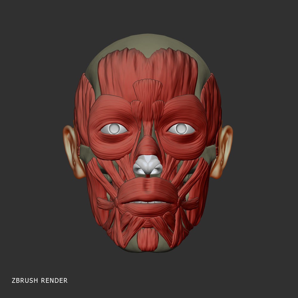 Head Anatomy Muscles 3D Model – Realistic Anatomical Reference, Zbrush & OBJ Formats - View 4