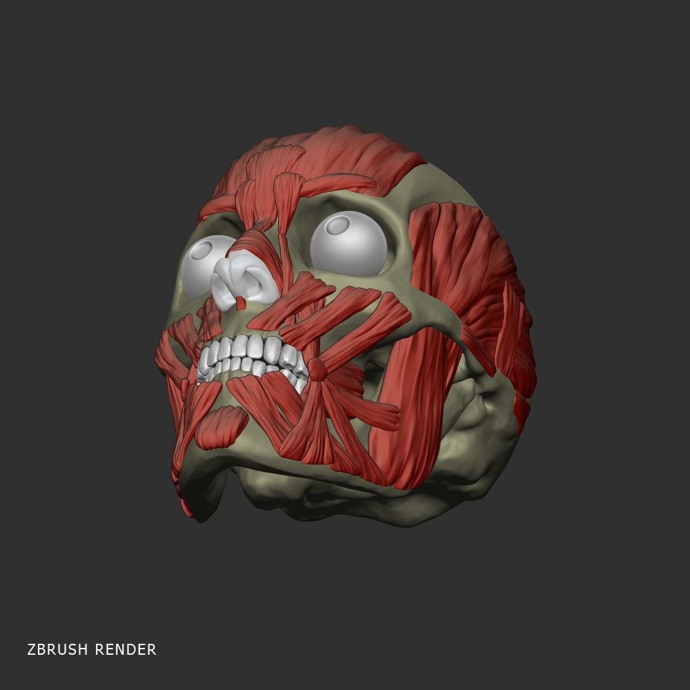 Head Anatomy Muscles 3D Model – Realistic Anatomical Reference, Zbrush & OBJ Formats - View 5