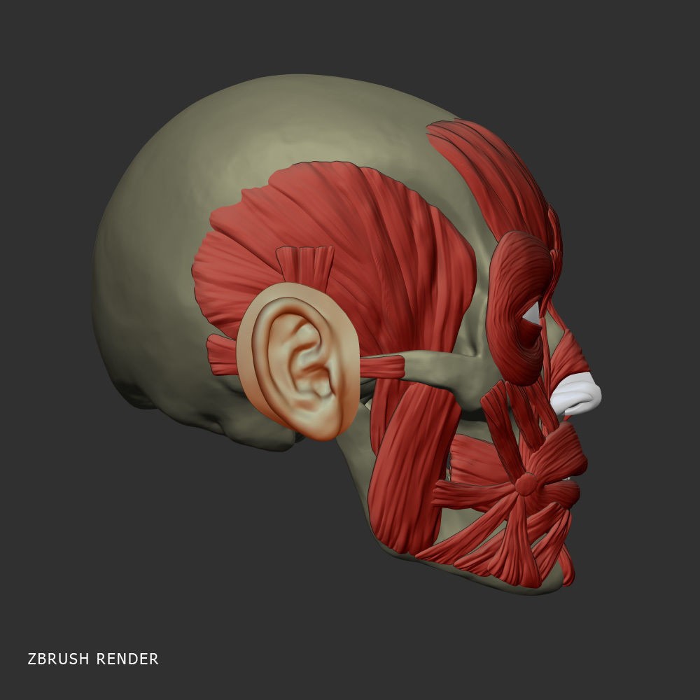 Head Anatomy Muscles 3D Model – Realistic Anatomical Reference, Zbrush & OBJ Formats - View 6