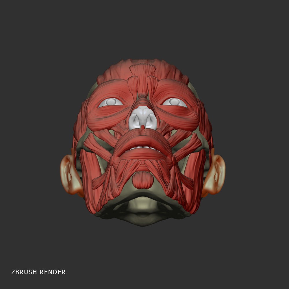 Head Anatomy Muscles 3D Model – Realistic Anatomical Reference, Zbrush & OBJ Formats - View 7