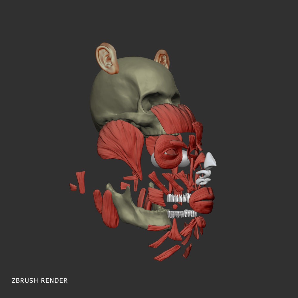 Head Anatomy Muscles 3D Model – Realistic Anatomical Reference, Zbrush & OBJ Formats - View 8