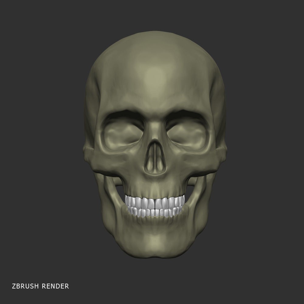 Head Anatomy Muscles 3D Model – Realistic Anatomical Reference, Zbrush & OBJ Formats - View 9