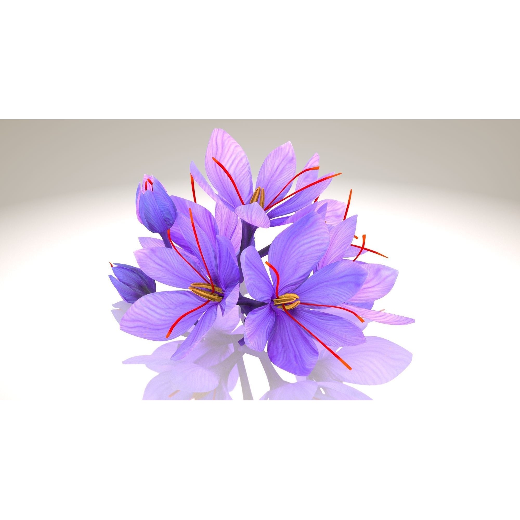 Crocus Plant Parts with Saffron - Low-Poly Game-Ready 3D Model - View 10