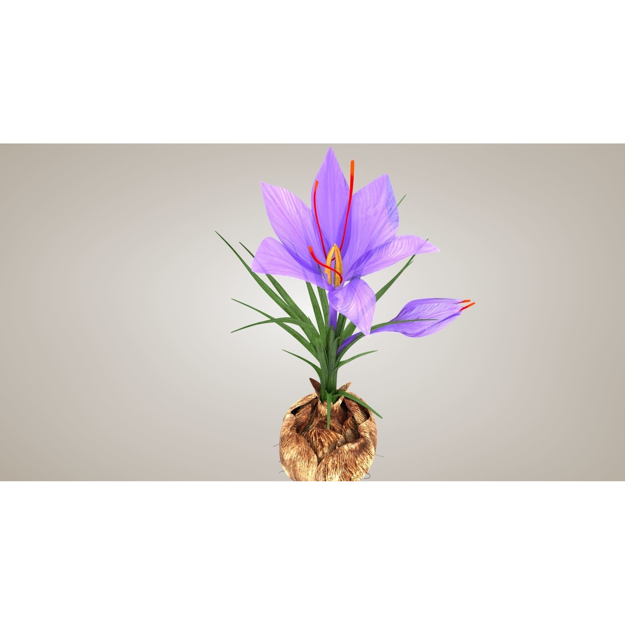 Crocus Plant Parts with Saffron - Low-Poly Game-Ready 3D Model - View 18