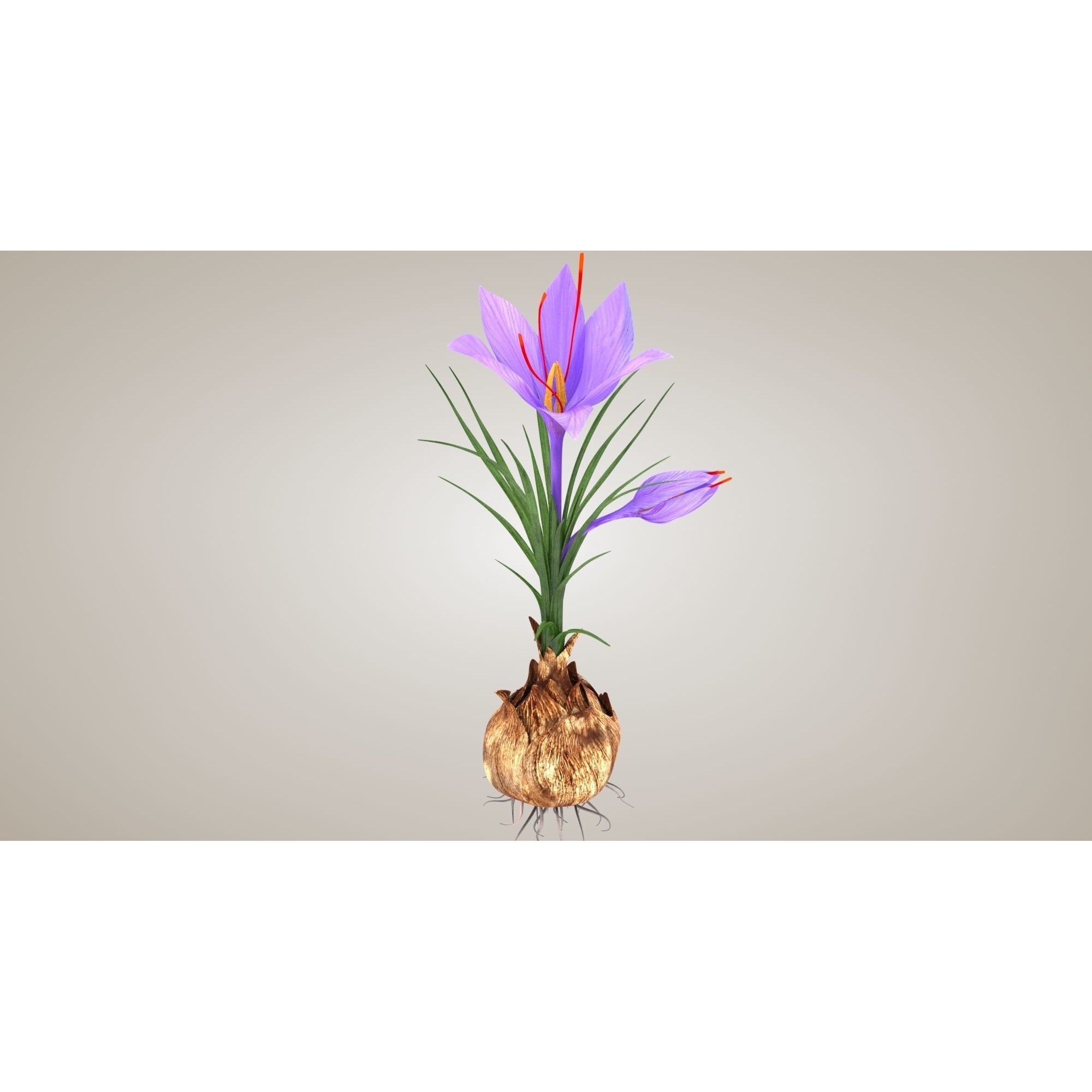 Crocus Plant Parts with Saffron - Low-Poly Game-Ready 3D Model - View 19