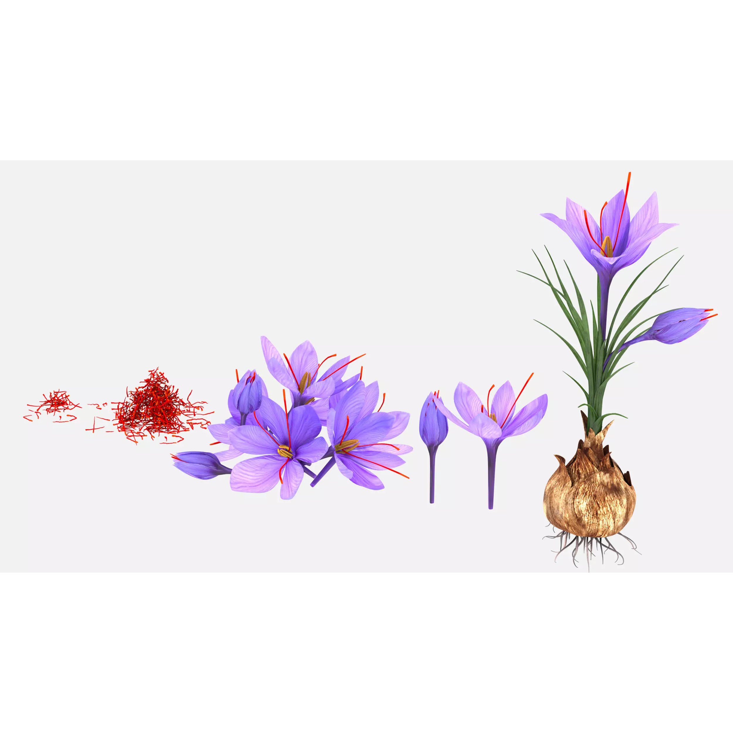 Crocus Plant Parts with Saffron - Low-Poly Game-Ready 3D Model - View 2