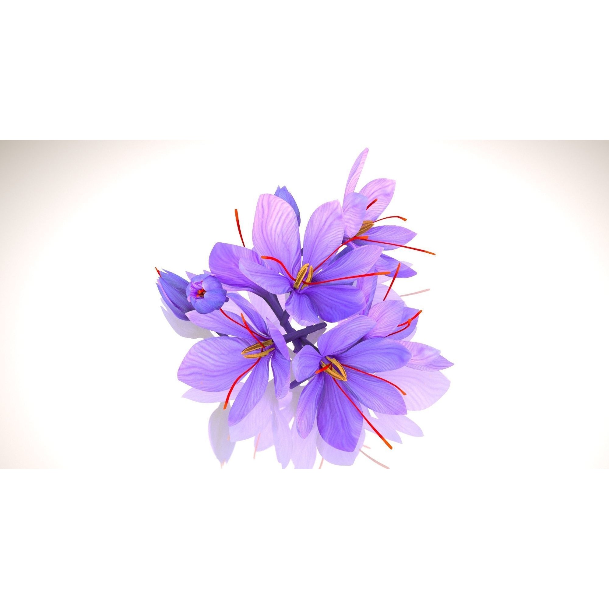 Crocus Plant Parts with Saffron - Low-Poly Game-Ready 3D Model - View 27