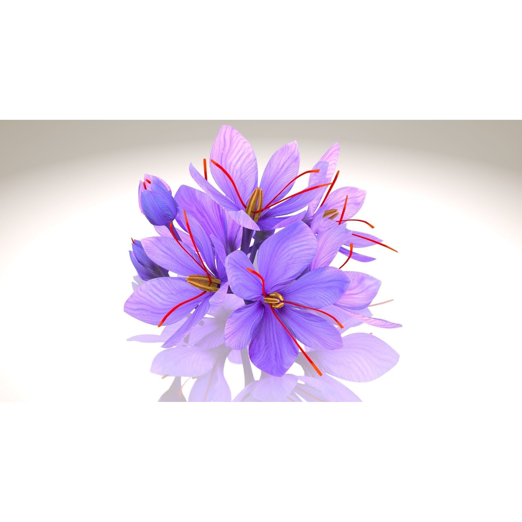Crocus Plant Parts with Saffron - Low-Poly Game-Ready 3D Model - View 3