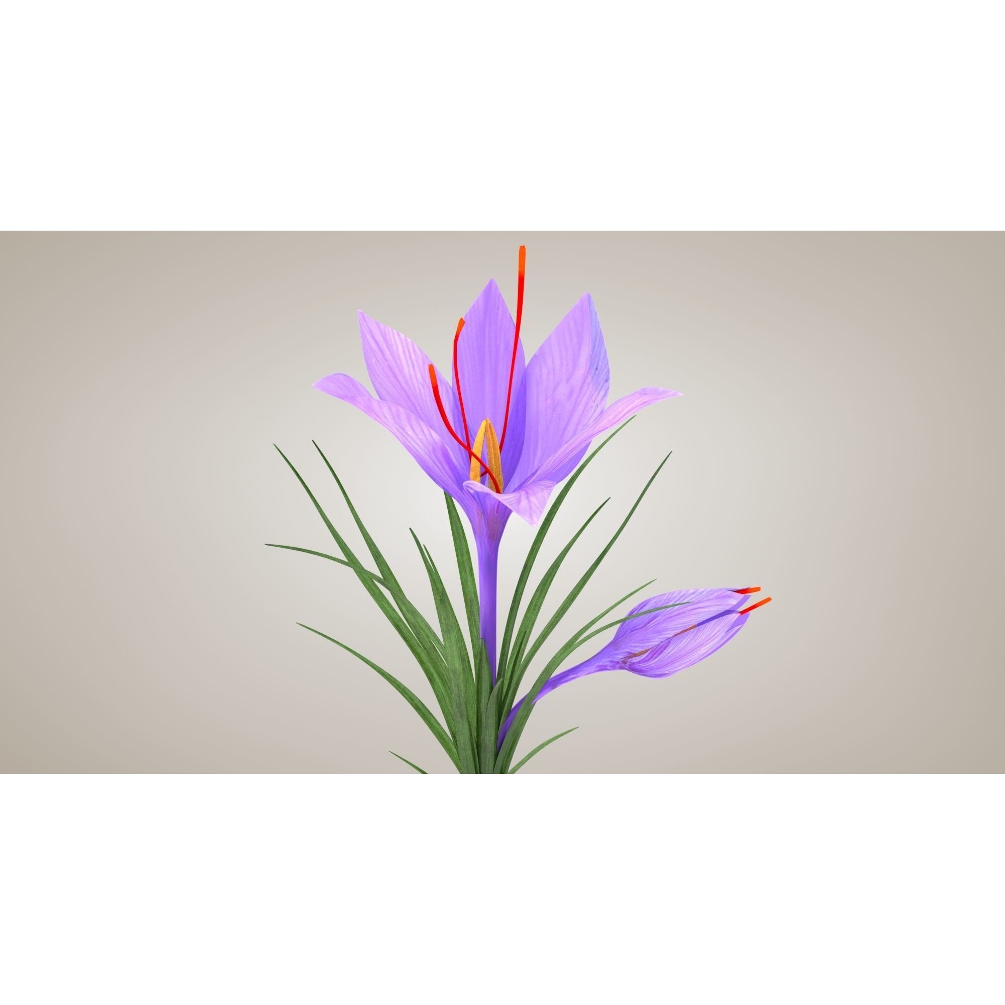 Crocus Plant Parts with Saffron - Low-Poly Game-Ready 3D Model - View 9