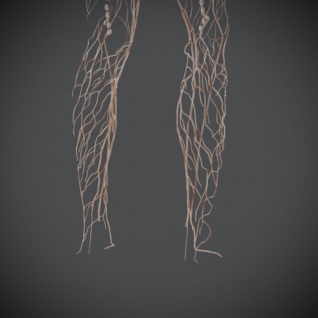 Human Male Lymphatic Anatomy 3D Model – Detailed Anatomically Accurate FBX