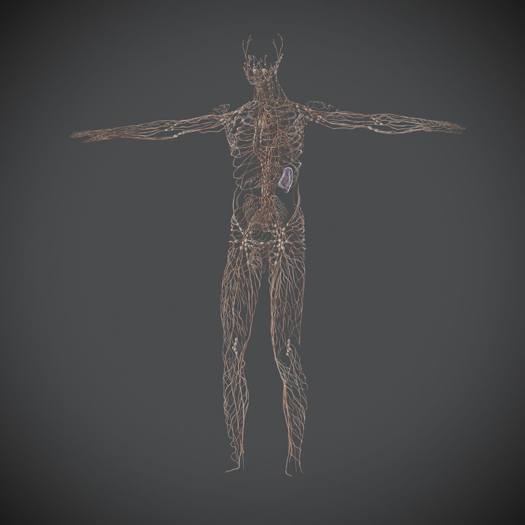 Human Male Lymphatic Anatomy 3D Model – Detailed Anatomically Accurate FBX - View 10